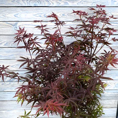 Клен дланевидный Дешойо 125/150 Acer palmatum Deshojo 30л (И) — цена в LETTO