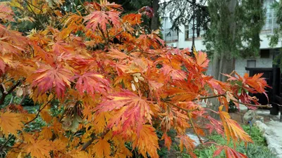 Клён Диссектум - Bonsai Sale