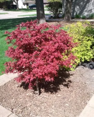 Клен дланевидный (Acer palmatum) купить по цене 6500 рублей от питомника  саженцев и растений Центросад | Фото и консультация по уходу