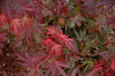 Купить клен дланевидный \"файер глоу\" (acer palmatum 'fire glow') р9 саженец  с доставкой в Ростове-на-Дону и России