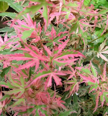 Клен веерный (дланевидный) 'Linearilobum' (Acer palmatum 'Linearilobum') –  МаэстроВерде. Питомник декоративных растений.