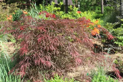 Клен дланевидный acer palmatum garnet - купить по выгодной цене | teofrast