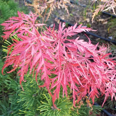 Клен веерный пальмолистный Эмеральд Лейс. (Acer palmatum Emerald Lace) C5  купить в интернет-магазине ЦВІТСАД с доставкой по Украине