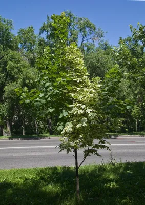 Клен фламинго. Описание, фото, купить в садовом центре.