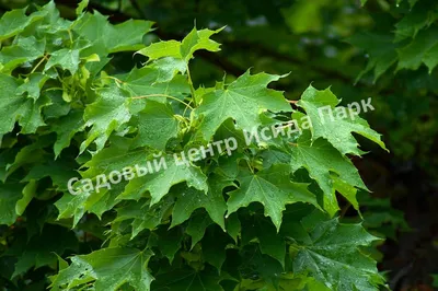 Клен Фримани «Отом Блейз» (Acer x freemanii «Autumn Blaze») купить для  посадки в Москве