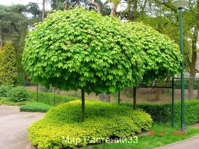 Европейский клён Лугано Черс (kahrs European Maple Lugano): цены, фото,  отзывы - купить паркетную доску kahrs в Москве и России в Лидер-Паркет