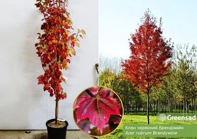 Клен остролистный (Acer platanoides L.)