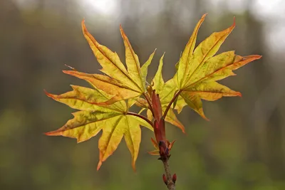 Клён белый (pseudoplatanus) - Питомник саженцев и сортовых растений \"Мир  растений\"