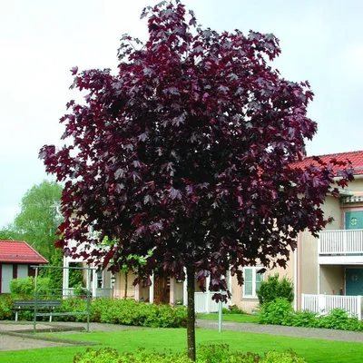 Клен ложнозибольдов (50 семян).