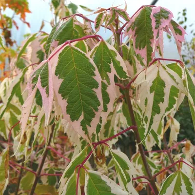 Клён ясенелистный Flamingo (Acer negundo Flamingo) — Азовский лесопитомник