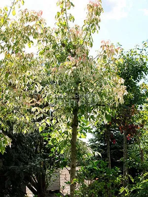 Клен ясенелистный Фламинго | Specimen trees, Trees to plant, Buy trees  online
