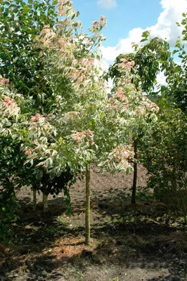 Клен ясенелистный 'Flamingo' С10 купить, отзывы, фото, доставка -  sp-garden.ru cовместные покупки для сада