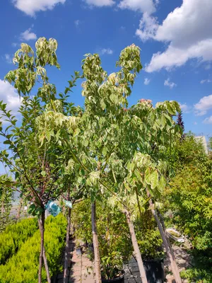 Клен ясенелистный Фламинго (Flamingo) купить в Киеве, цена — Greensad