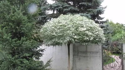 Клен ясенелистный Фламинго 6/8 Acer negundo Flamingo 40л (И) — цена в LETTO