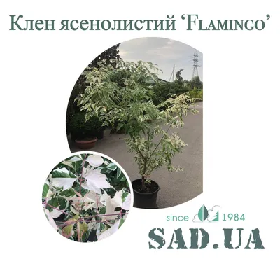Клен ясенелистный Rovinsky Garden Фламинго Acer negundo Flamingo, 1,6-2м,  объем горшка 8л RG0 FE, код: 6531942 (ID#1974421398), цена: 3800 ₴, купить  на Prom.ua