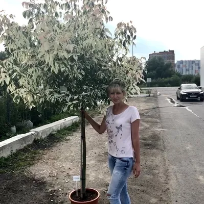Клён фламинго
