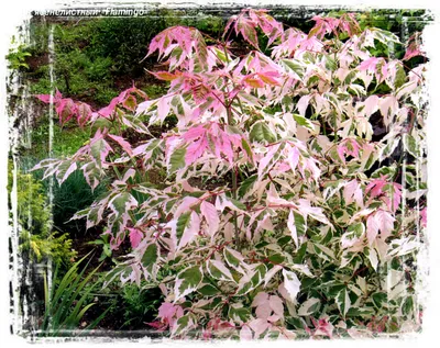 Клён Фламинго - Каталог - Sadko-Plant.ru