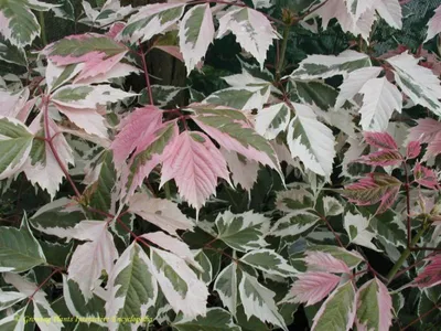 Японский клен Rovinsky Garden (Japanese maple) Red Flamingo Pink Winter  Wood 60-80 см (3 л): продажа, цена в Ужгороде. Саженцы декоративных  деревьев и кустарников от \"Интерьер окна\" - 1997437726