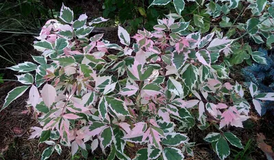 Клен Фламинго — купить в WePlants в Анапе
