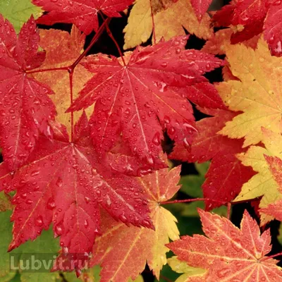 Клен гиннала (Acer ginnala)