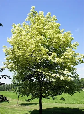 Клён дланевидный (Acer palmatum) купить по цене в Москве в садовом центре  Южный