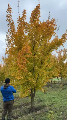 Клен остролистный \"Роял Ред\" (Acer platanoides \"Royal Red\") - Питомник и  Садовый центр Русские Деревья