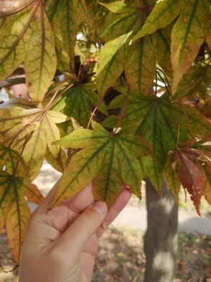 Клён мелколистный 🌿 лучшей по цене в Москве - купить саженцы клён  мелколистный в питомнике «Зеленый Рай»