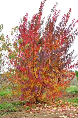 Acer ginnala 'Flame', Клен Гиннала 'Флейм'|landshaft.info