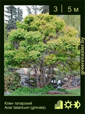 Семена Клён Гиннала (Acer ginnala), 10 штук | AliExpress