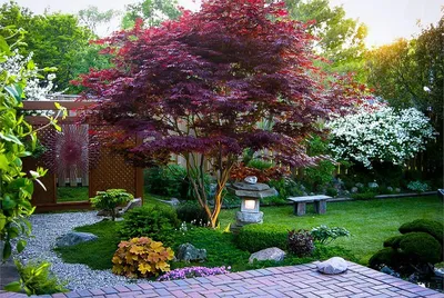 Картинки по запросу клен гиннала | Alberi da giardino, Idee giardino  giapponese, Idee giardino zen