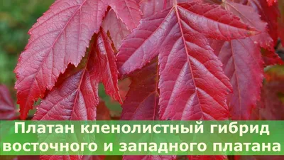 Саженцы Клена купить в Барнауле и Алтайском крае