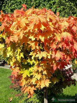 Купить Клен остролистный куст Глобозум Acer platanoides Globosum - в  питомнике Флорини