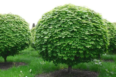 Клен остролистный Глобозум с доставкой! 🌱 [Р290479]