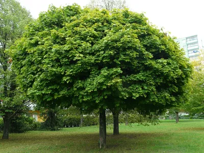 Клён остролистный Глобозум Acer platanoides Globosum | Питомник Тайга