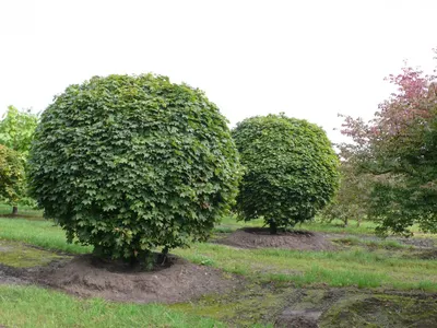 Клен остролистный 'Глобозум'/Acer platanoides 'Globosum' C 32/Pa 200 — цена  в Энгельсе, купить в интернет-магазине, характеристики и отзывы, фото