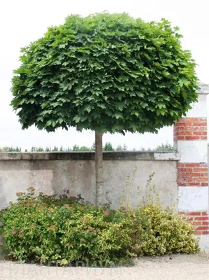 Acer platanoides 'Globosum', Клен остролистный 'Глобозум' Штамб