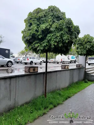 Клен остролистный \"Глобозум\" купить саженцы в Нижнем Новгороде.