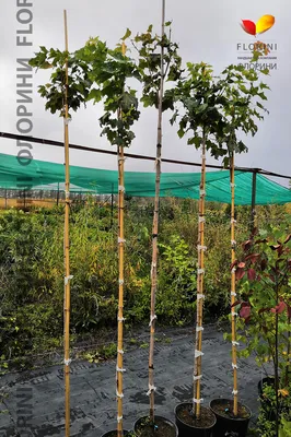 Клен остролистный Глобозум (Globosum) купить в Киеве, цена — Greensad