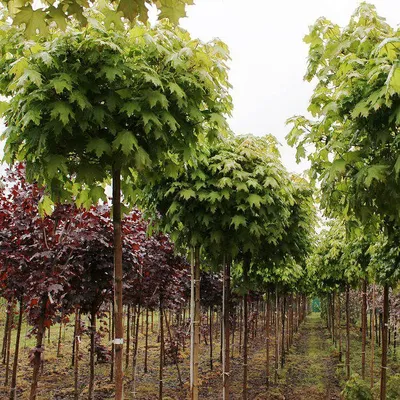 Купить Клен остролистный Глобозум Acer platanoides Globosum - в питомнике  Флорини