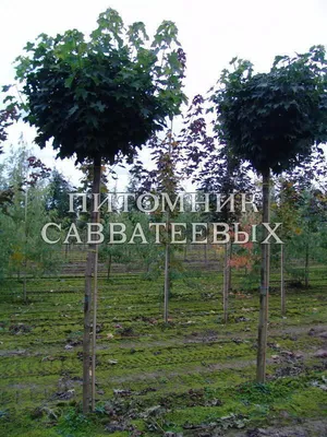Клен остролистный Глобозум(Globosum), 2,8-3,0 метра купить в Киеве, цена —  Greensad