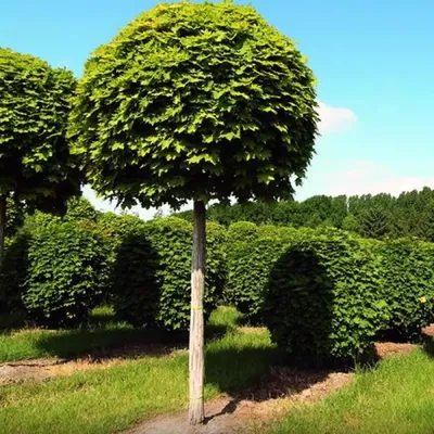 Клён остролистный Глобозум (Acer platanoides Globosum) недорого - Зелёная  Гавань