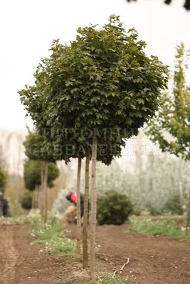 Клен остролистный Globosum St140 8/10 14900 руб. В наличии.