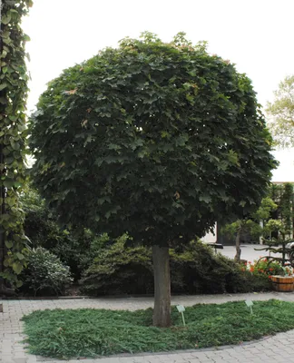 Клён остролистистный Globosum - ЗЕЛЁНКА.бел