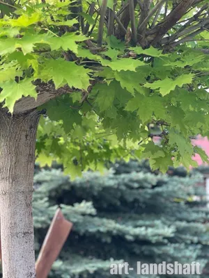 Клен остролистный `Глобозум`, Acer platanoides `Globosum` | СадПарад