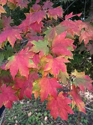 Клен ложнозибольдов (50 семян). купить, отзывы, фото, доставка - ОКЕАН-СП