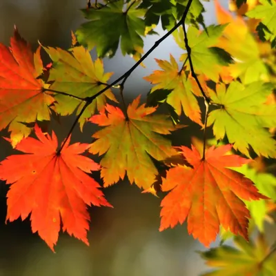 Клен ложнозибольдов (Acer pseudosieboldianum) - Питомник и Садовый центр  Русские Деревья