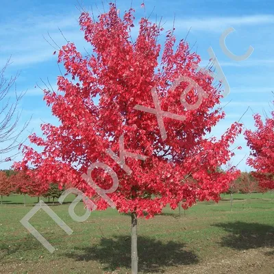 Клён корейский 'Hasselkus', купить, Acer pseudosieboldianum palmatum  'Hasselkus', Деревья лиственные Купить растения в Ростове-на-Дону,  Интернет-магазин, питомник растений, хвойные и лиственные, уличные,  плодовые и декоративные деревья и кустарники ...