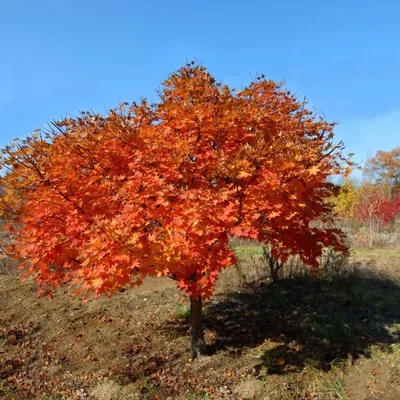 Клен ложнозибольдов (Acer pseudosieboldianum) - Питомник и Садовый центр  Русские Деревья