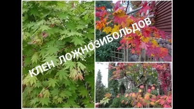 Клен ложнозибольдов-надежнее японского - YouTube