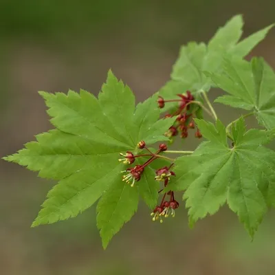 Клён ложнозибольдов / Korean maple (Acer pseudosieboldianum) | Jardinería,  Paisajes, Tardor